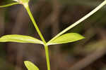 Coastal rose gentian